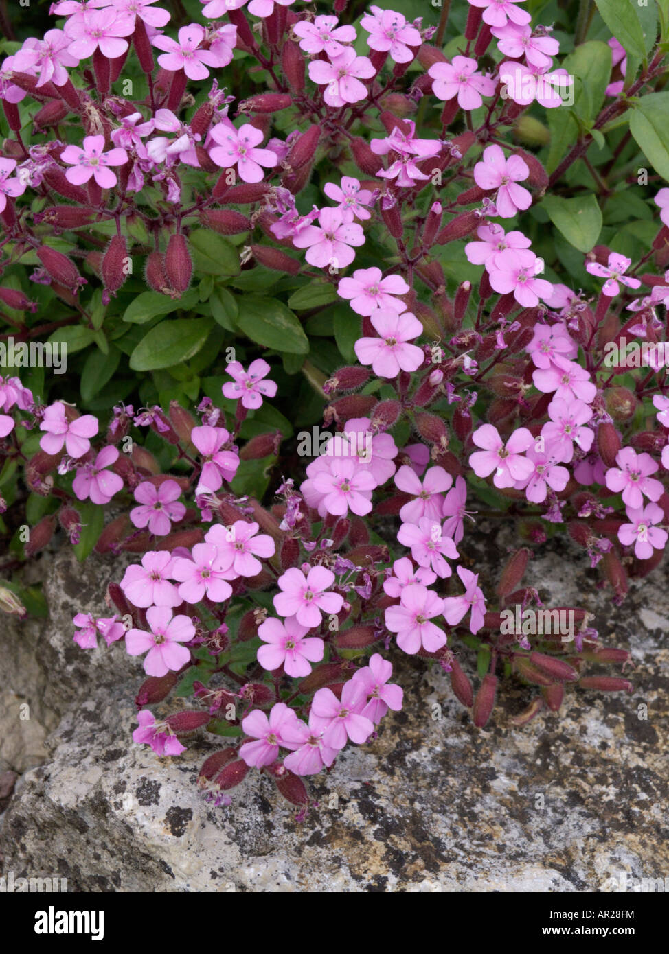 Rock soapwort (saponaria ocymoides) Foto Stock