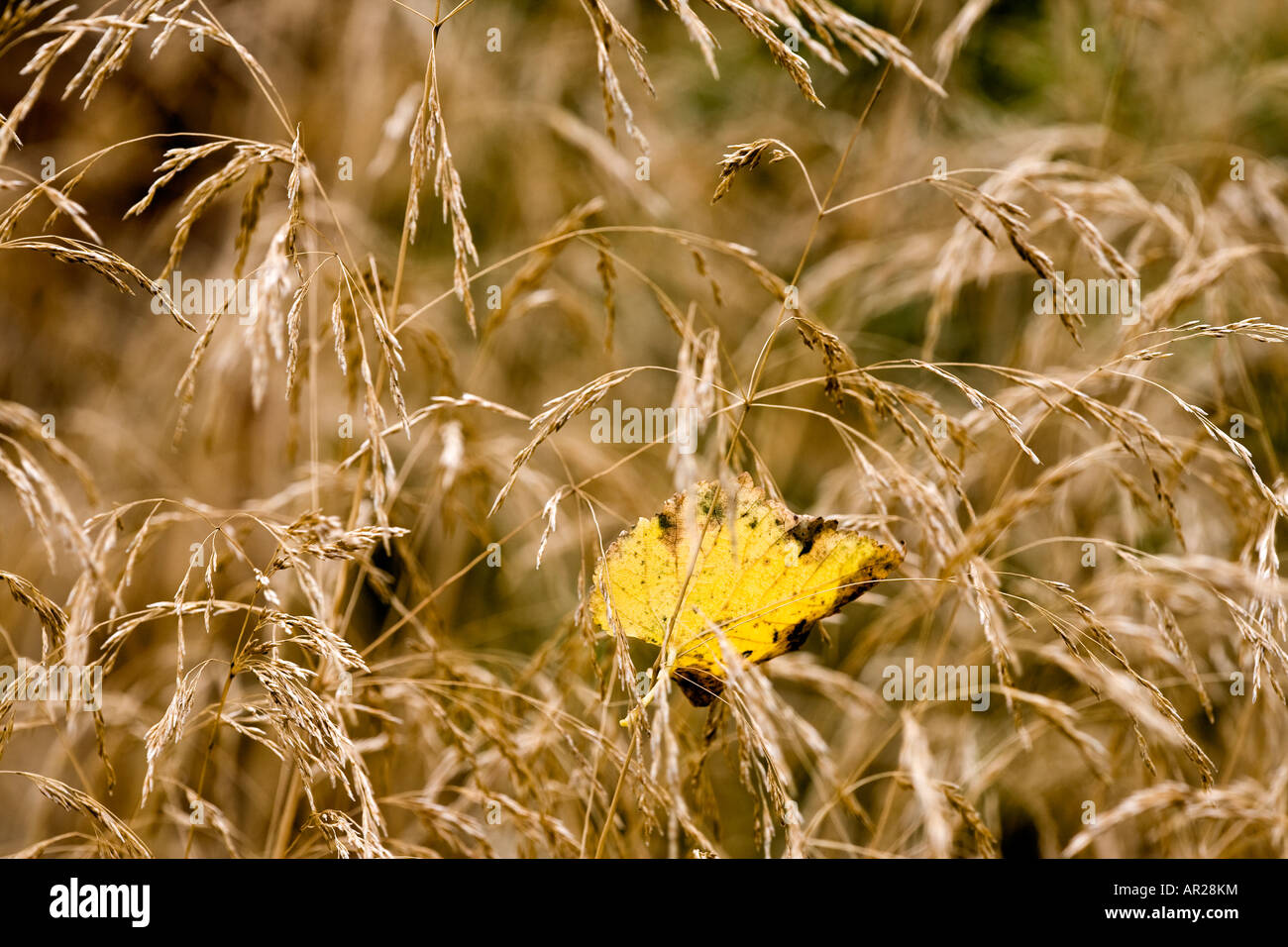 Deschampsia cespitosa Goldtau - erba ornamentale in autunno Foto Stock