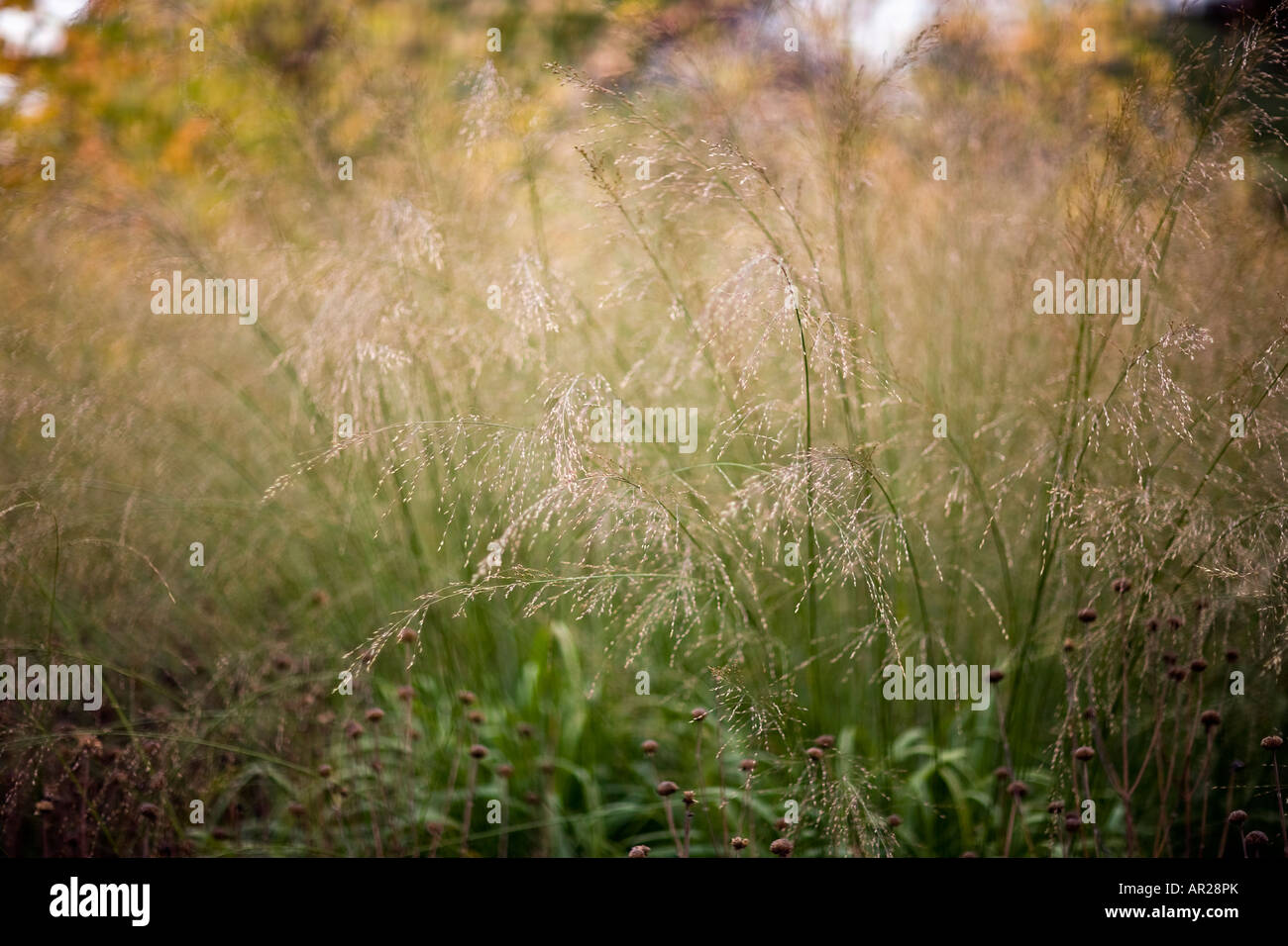 Molinia trasparente - erba ornamentale Foto Stock