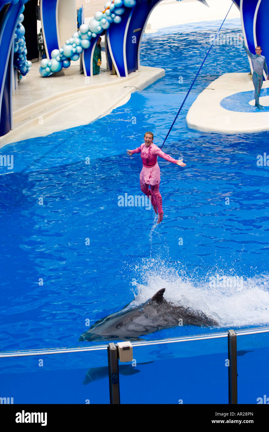 Seaworld Trainer sospesa sopra il serbatoio dei delfini durante la mostra Foto Stock