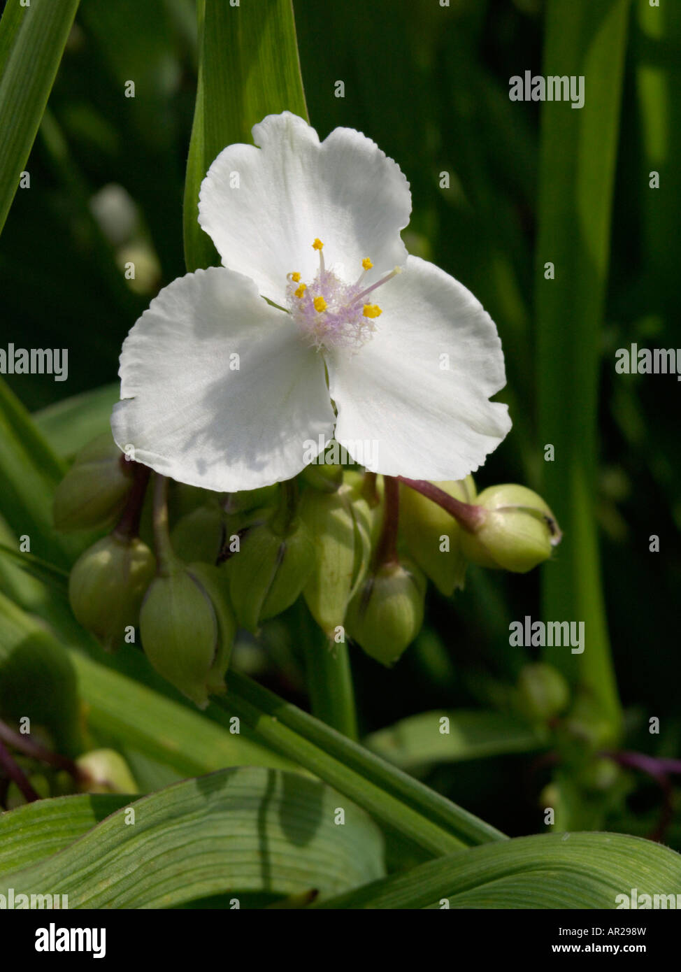Spiderwort (tradescantia x andersoniana "innocenza") Foto Stock