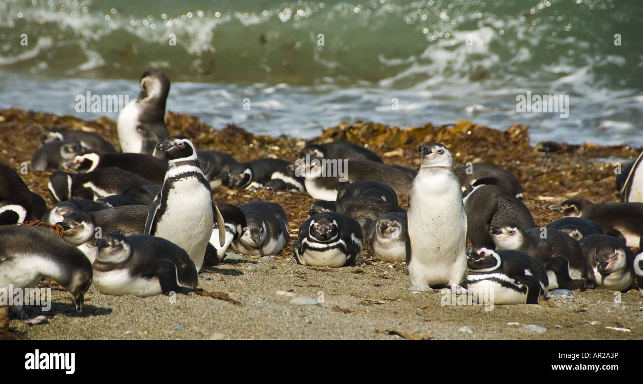 I pinguini di Magellano Foto Stock
