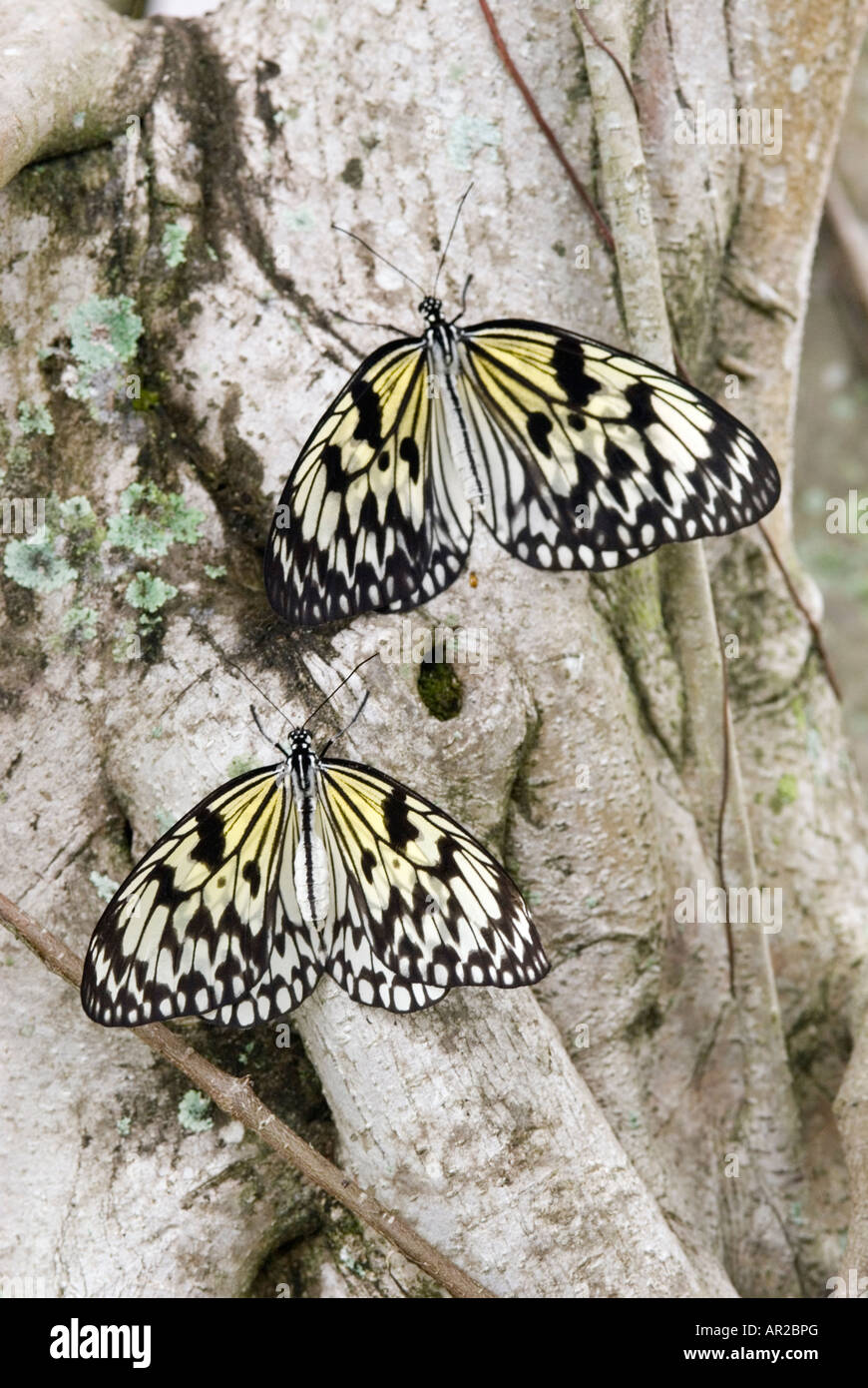 Tree Nymph farfalle noto anche come carta aquilone farfalle e carta di riso farfalle Foto Stock