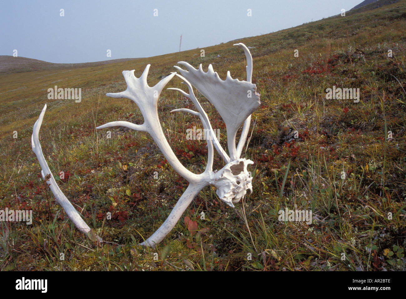 Sun imbianchiti caribou palchi che altri animali mangiare per cancelli di calcio dell'Artico Naitional Park North Slope Alaska Foto Stock