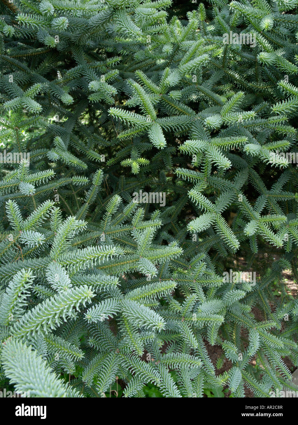 Lo spagnolo fir (Abies pinsapo 'glauca') Foto Stock