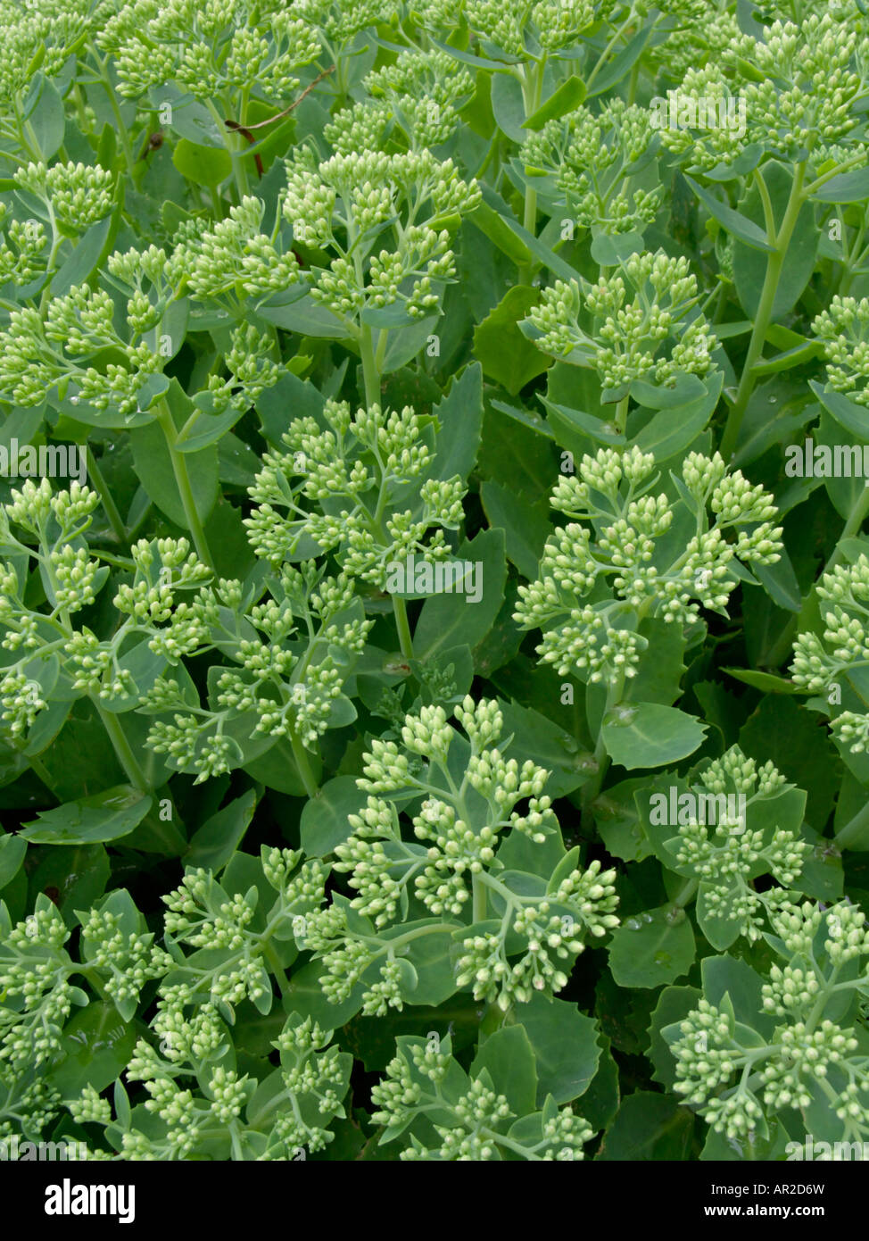 Appariscente stonecrop (sedum spectabile syn. hylotelephium spectabile) Foto Stock