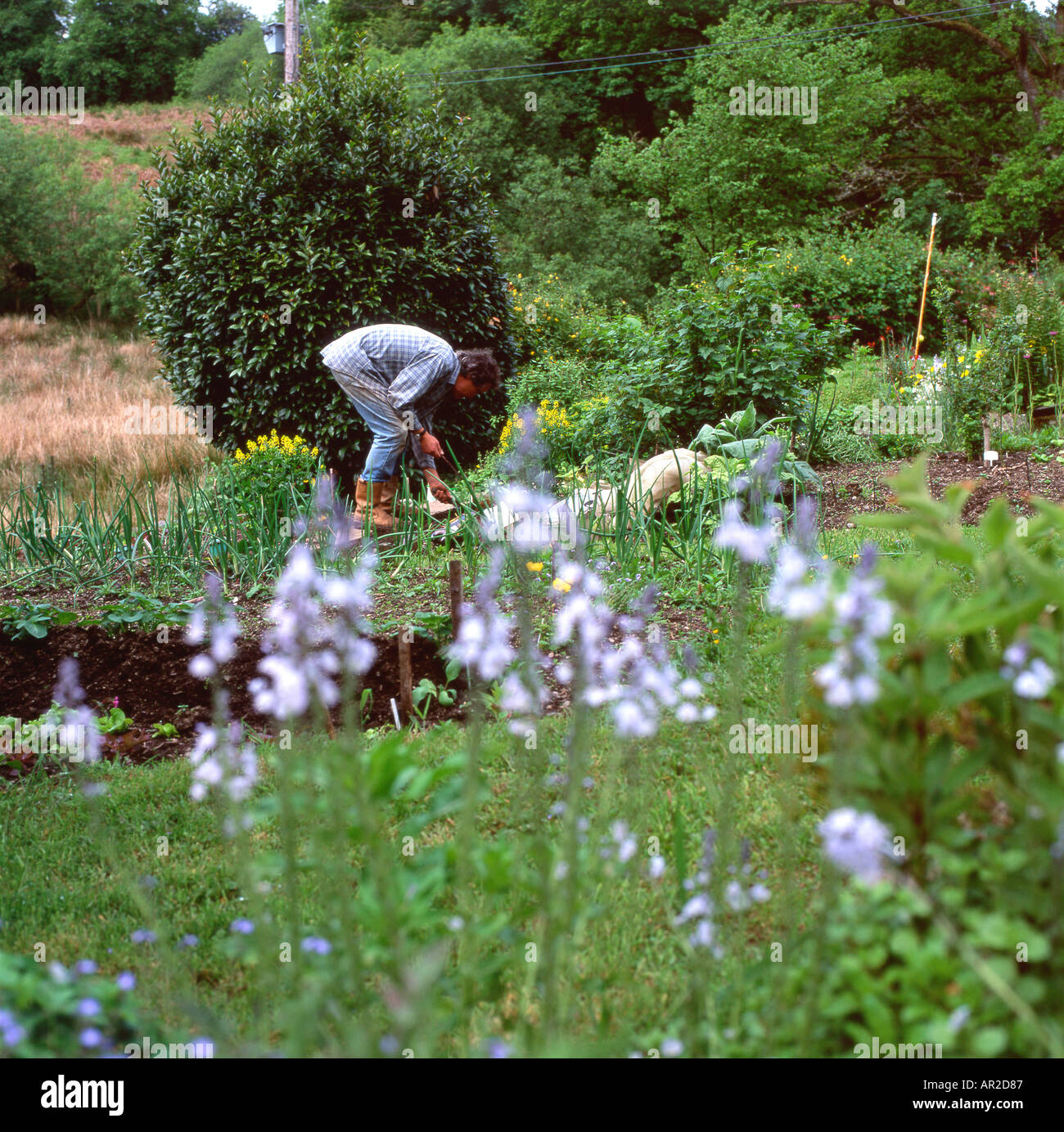 Uomo che si piega sul lavoro nel suo giardino rurale in estate Piantare semi con fiori blu veronica fiorire nel Carmarthenshire GALLES REGNO UNITO KATHY DEWITT Foto Stock