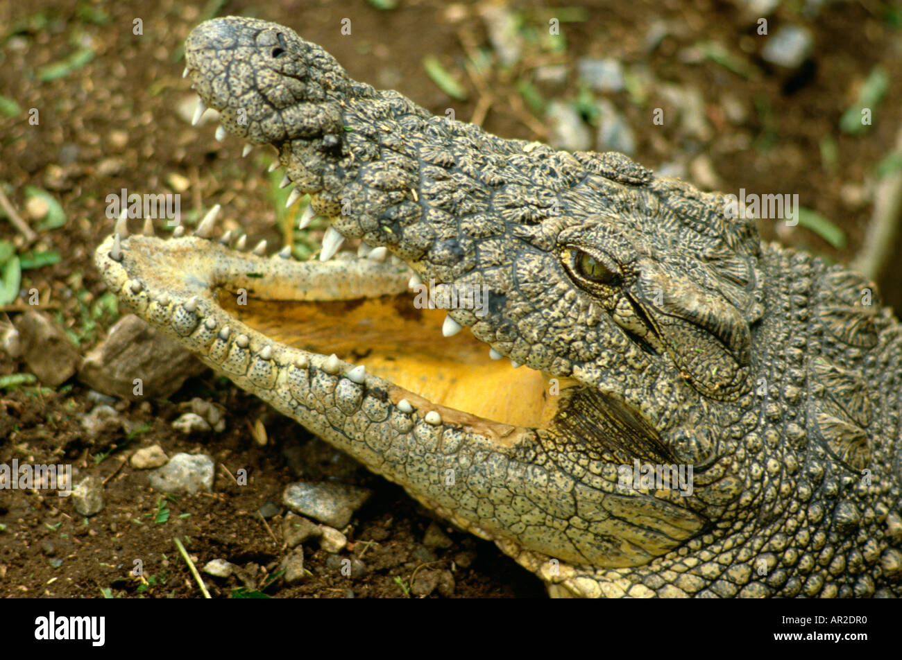 Il coccodrillo, Zambia Foto Stock