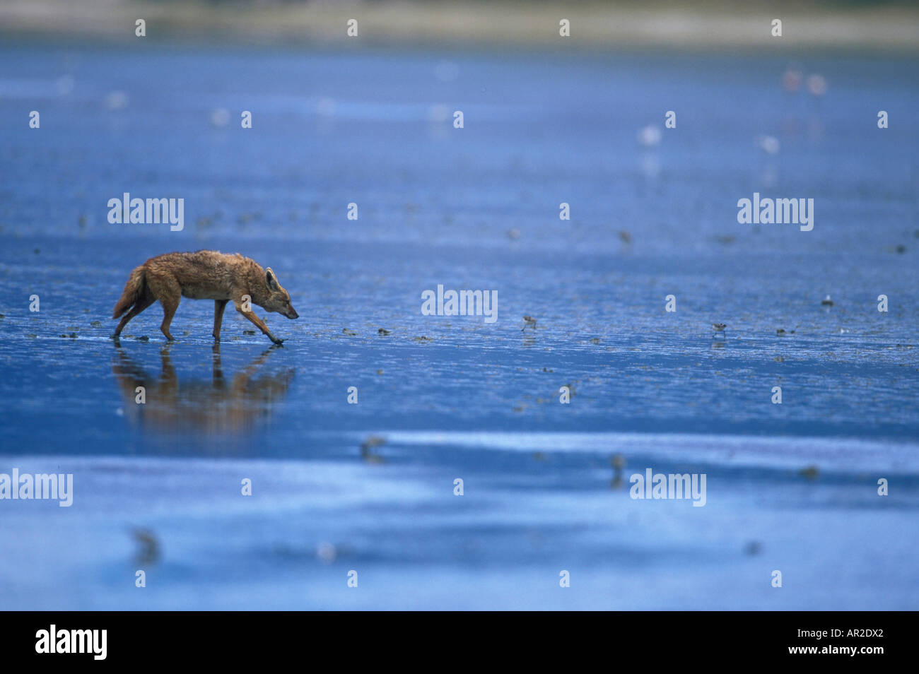 Africa Tanzania Ngorongoro Conservation Area Golden Jackal Canis aureus su Lake Magadi all'interno del cratere di Ngorongoro Foto Stock