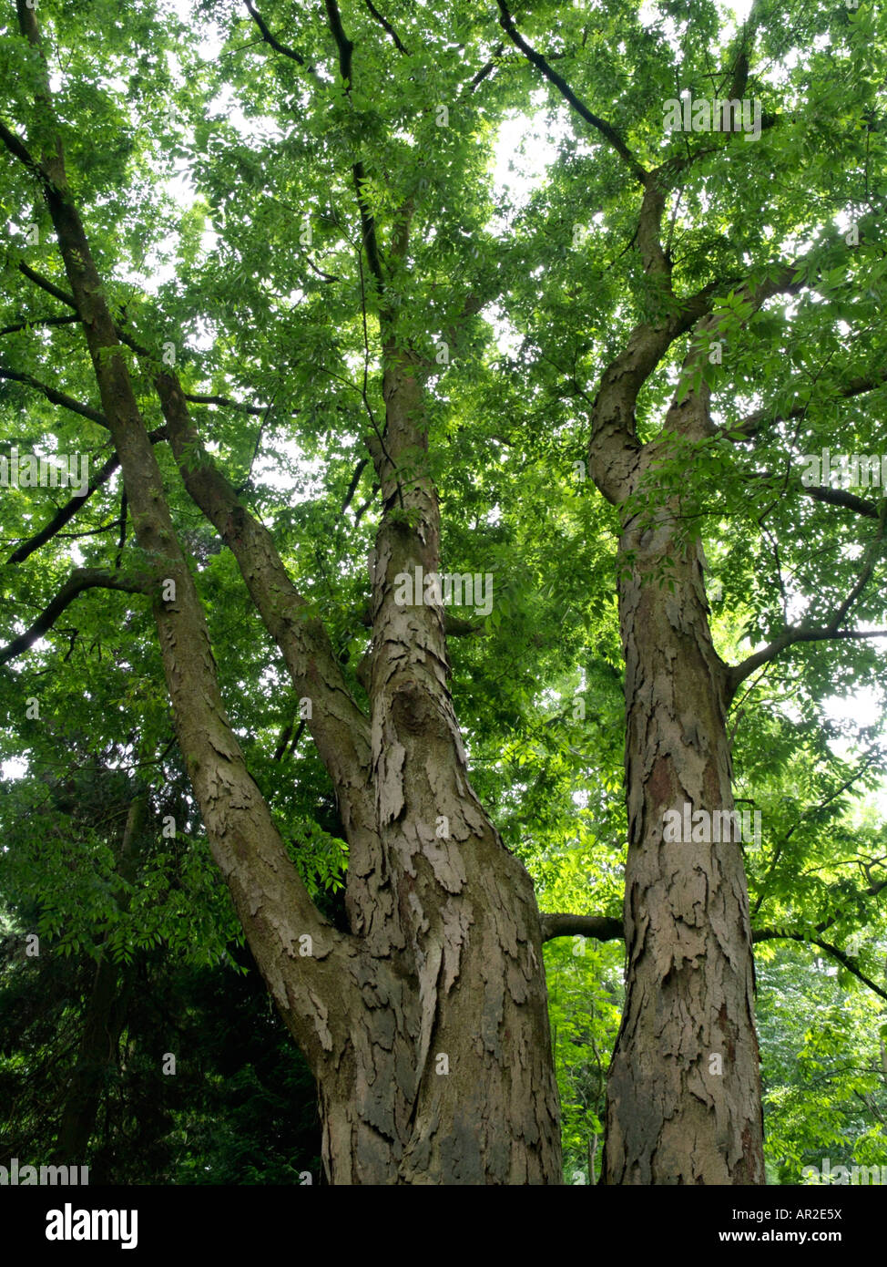 Giapponese (zelkova Zelkova serrata) Foto Stock