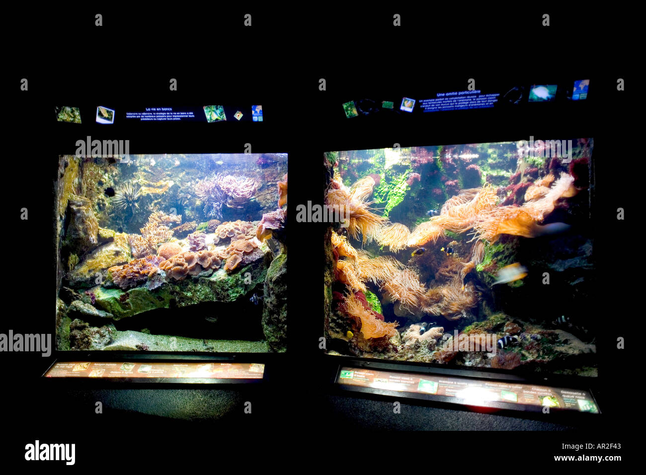 Acquario marino, Saint-Malo, Brittany, Francia Foto Stock