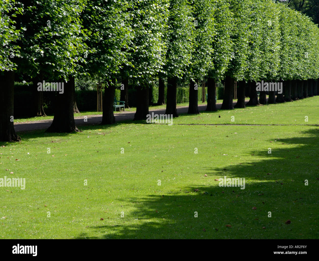 Comune di tiglio (Tilia x europaea) Foto Stock