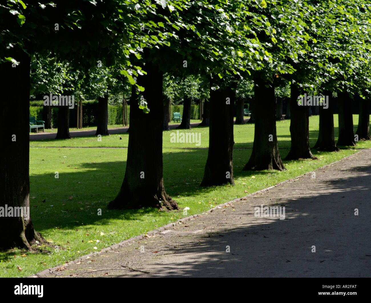 Comune di tiglio (Tilia x europaea) Foto Stock