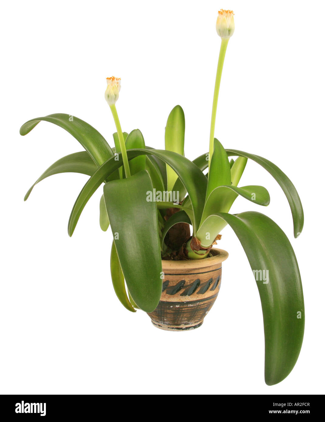 Pennelli per barba pianta, pianta della spazzola (Haemanthus albiflos), pianta in vaso Foto Stock