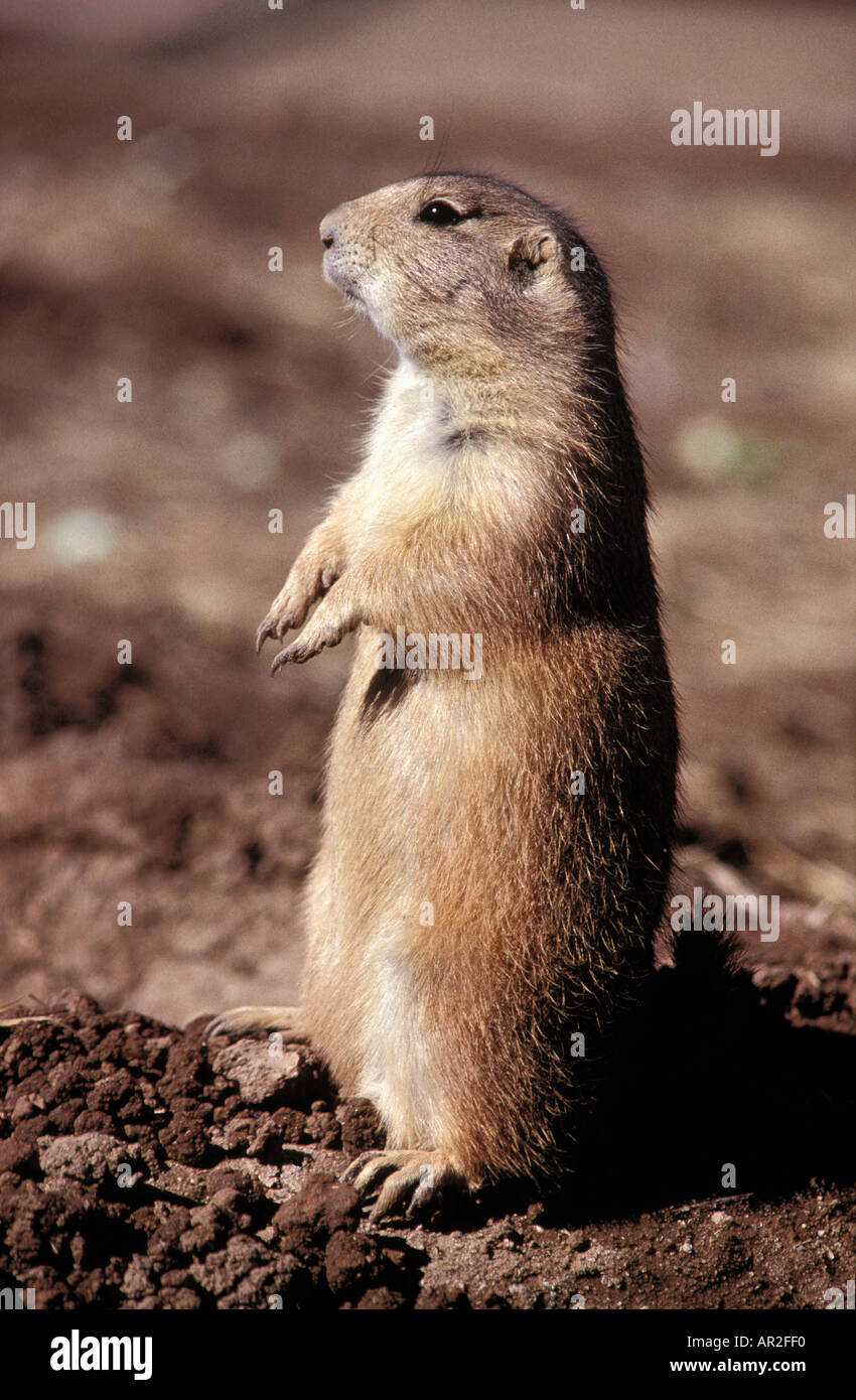 Cane della prateria in piedi sulle zampe posteriori Arizona USA Foto Stock