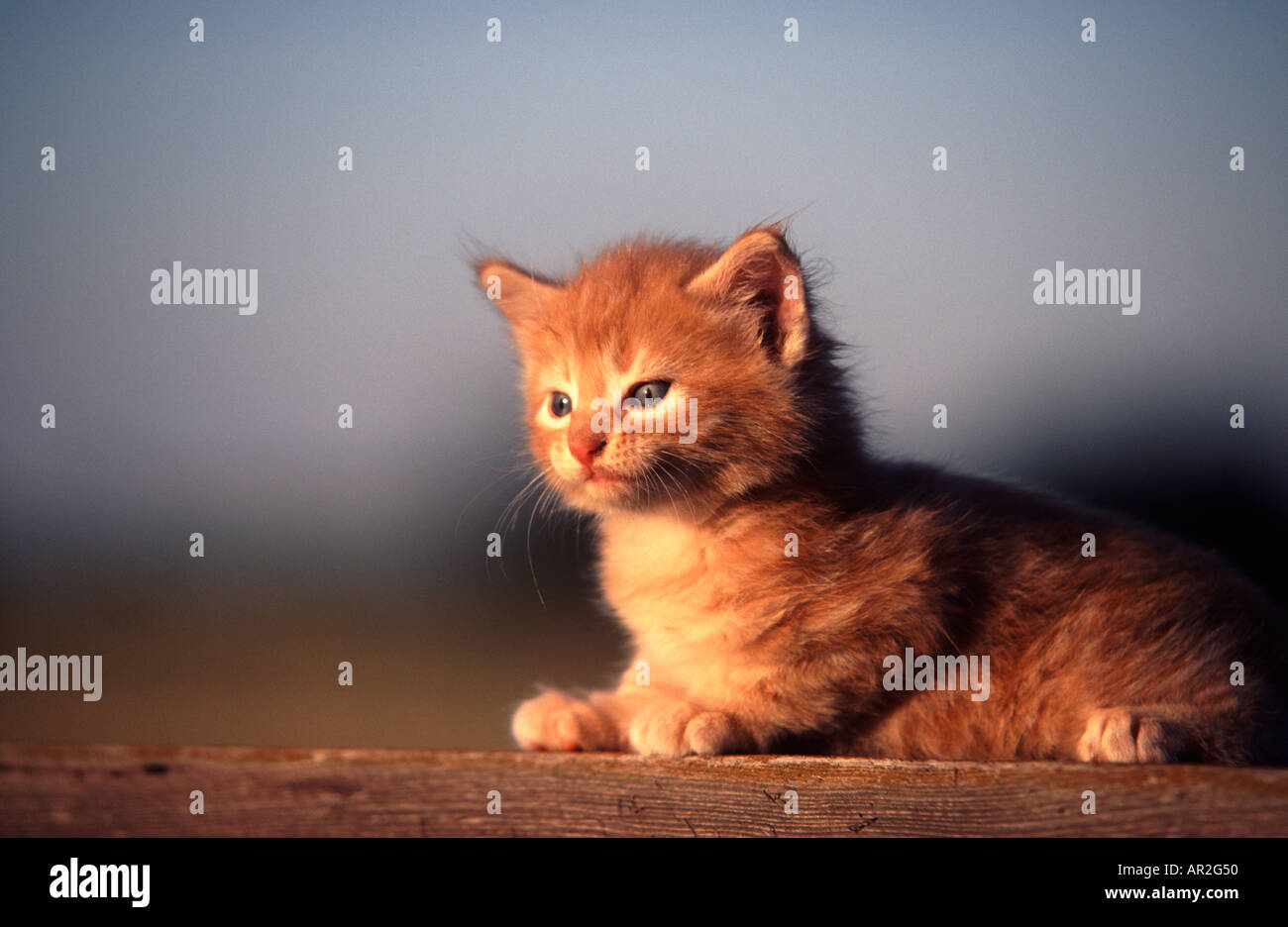 Primo piano della molto giovane di colore arancio gattino posa sulla tavola Foto Stock