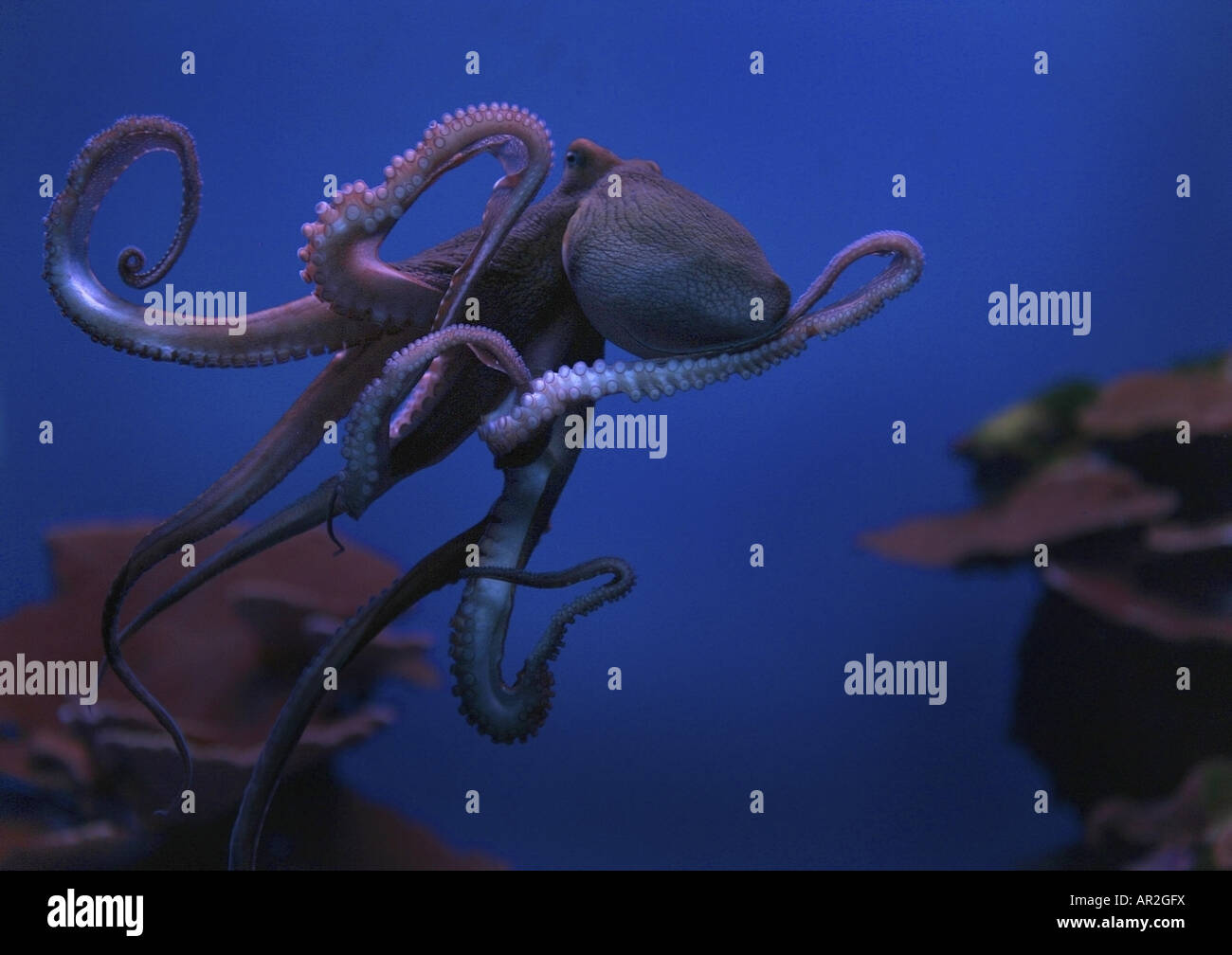 Polpo, Atlantico comune polpo, politica europea comune in materia di polpi (Octopus vulgaris), nuoto Foto Stock