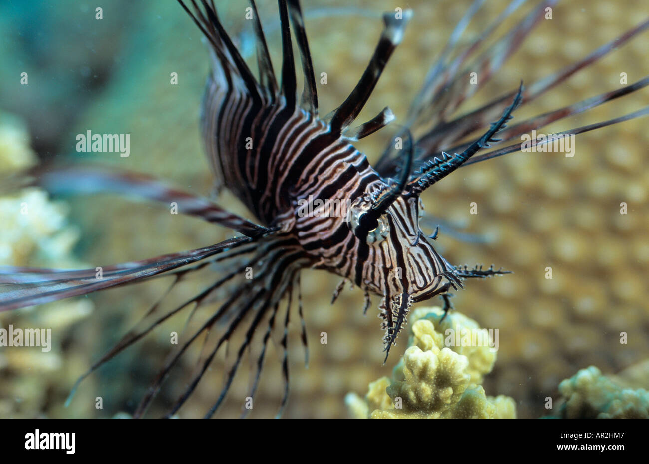 Leone, Firefish, scogliere a nastro, della Grande Barriera Corallina Queensland, Australia Foto Stock