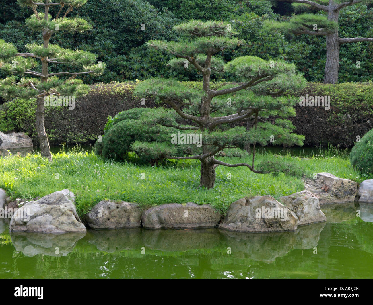 Pino nero d Austria (Pinus nigra var. nigra) Foto Stock