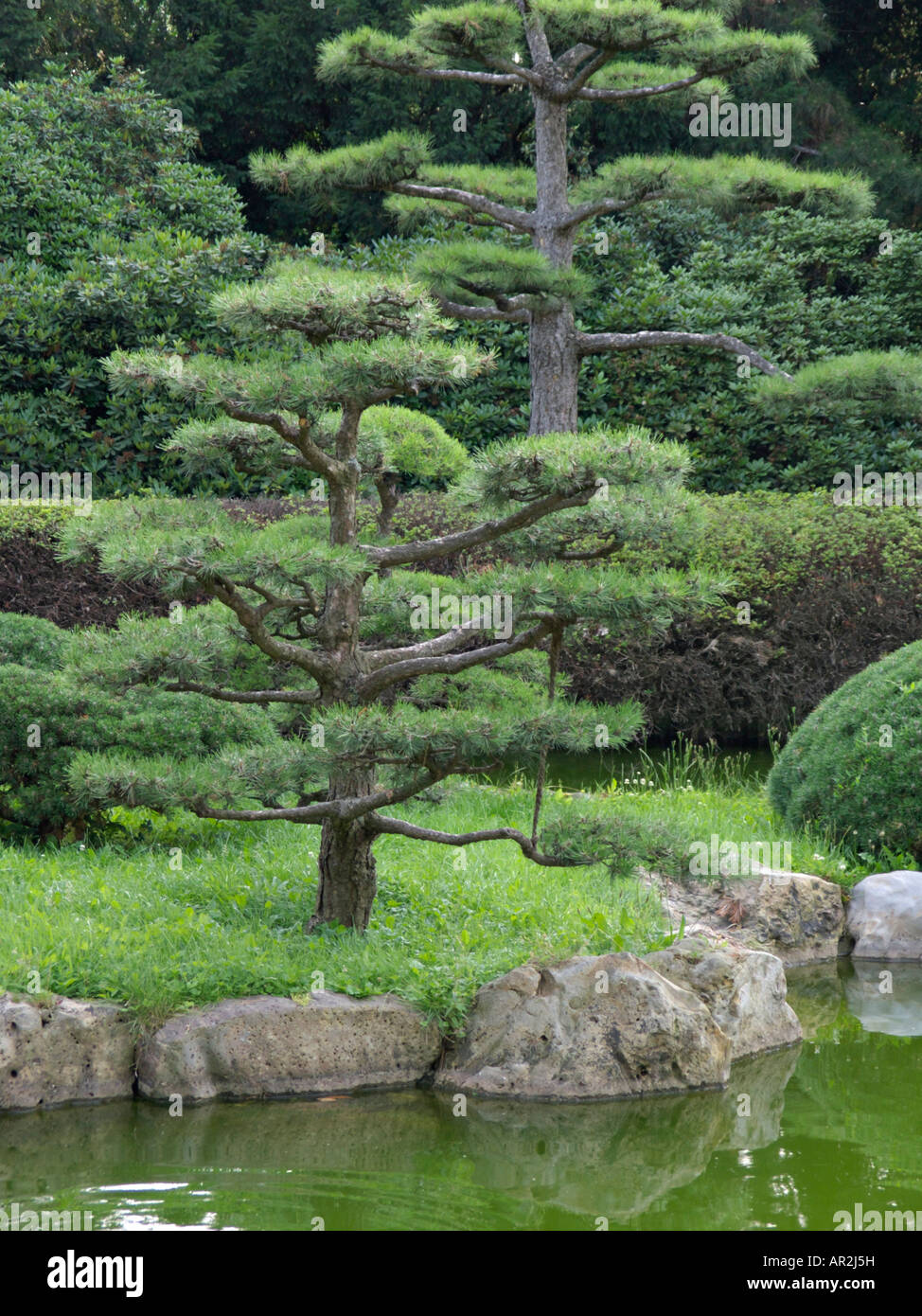 Pino nero d Austria (Pinus nigra var. nigra) Foto Stock