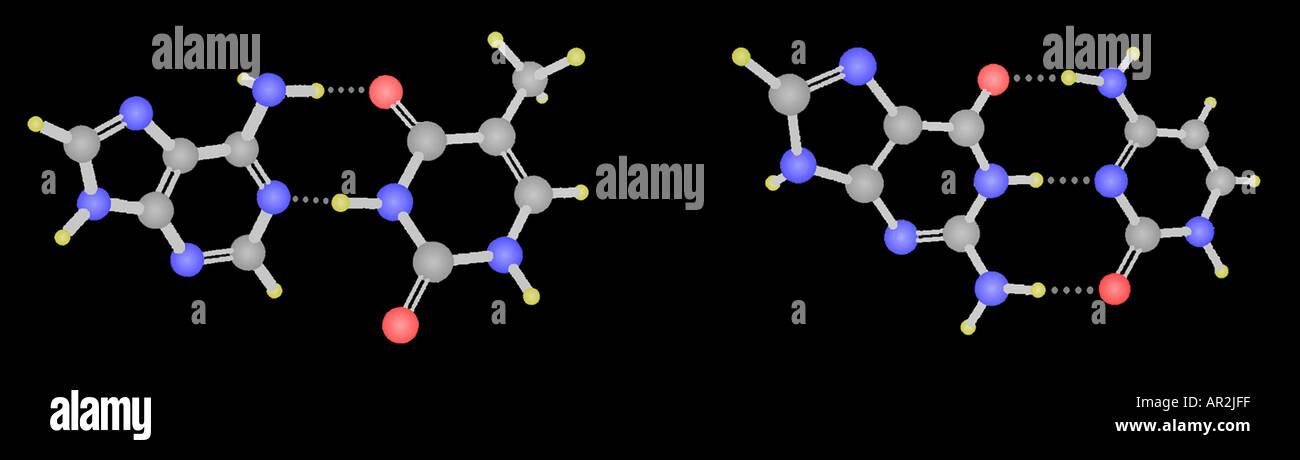 Il DNA di base di acido nucleico coppie da sinistra a destra adenina timina citosina guanina Foto Stock