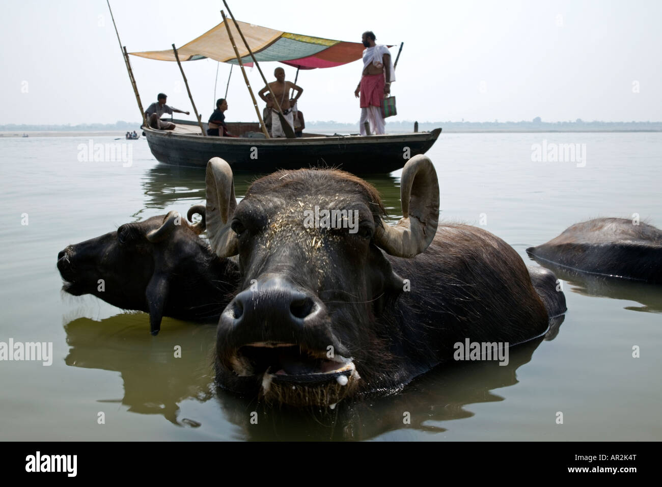 Bufale e barca. Shivala Ghat. Fiume Gange. Varanasi. India Foto Stock