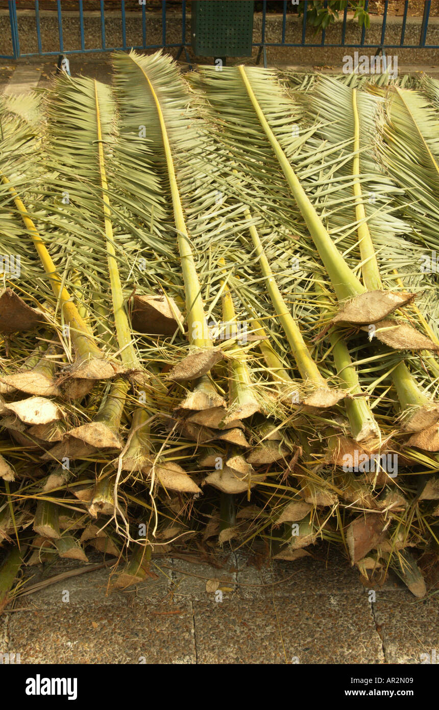 Foglie di palma o di rami utilizzati per coprire la sukka in vendita presso  la Sukkoth 4 mercato specie di Tel Aviv in Israele Foto stock - Alamy
