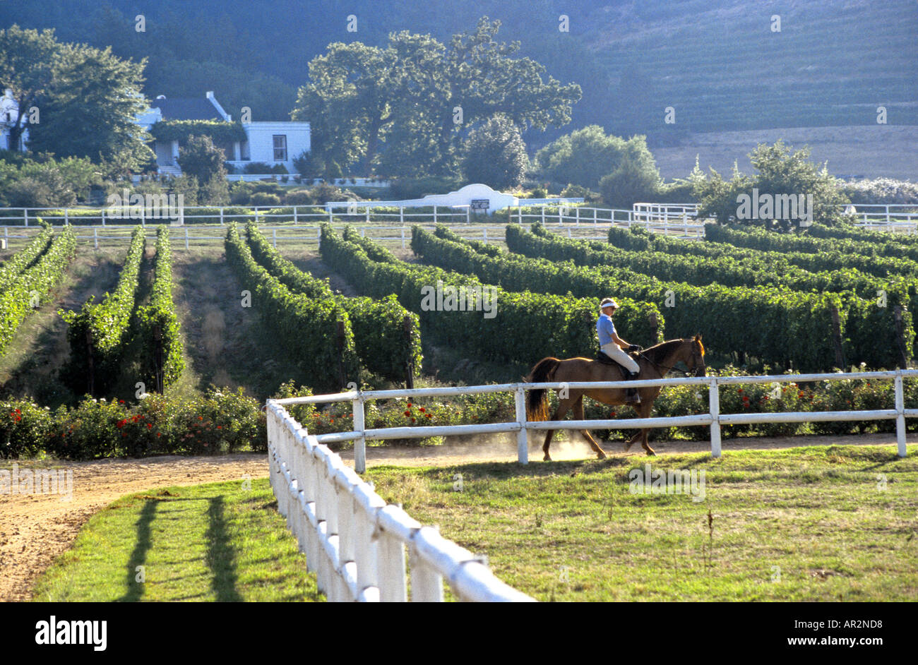 A cavallo di un vigneto, Franschoek e, Winelands, Western Cape, Sud Africa. Foto Stock