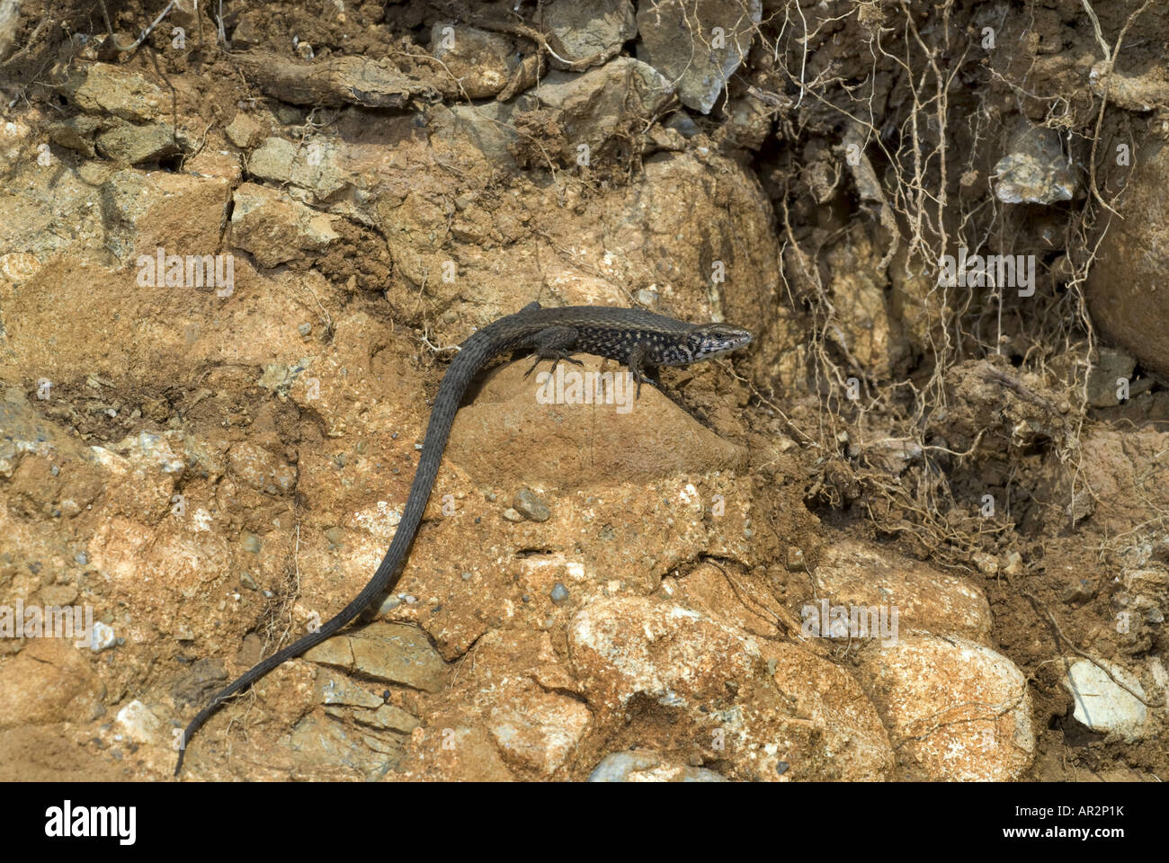 Il greco keeled lizard (Algyroides moreoticus), su un muro di pietra, Grecia, Peloponnes, Messinien, Pylos Foto Stock