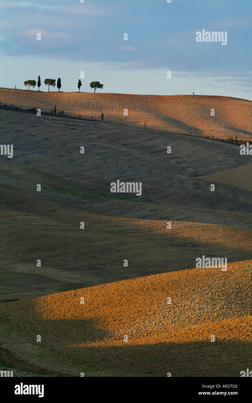 San Quirico d'Orcia famosa fila di alberi in campo arato al crepuscolo toscana italia Europa UE Foto Stock