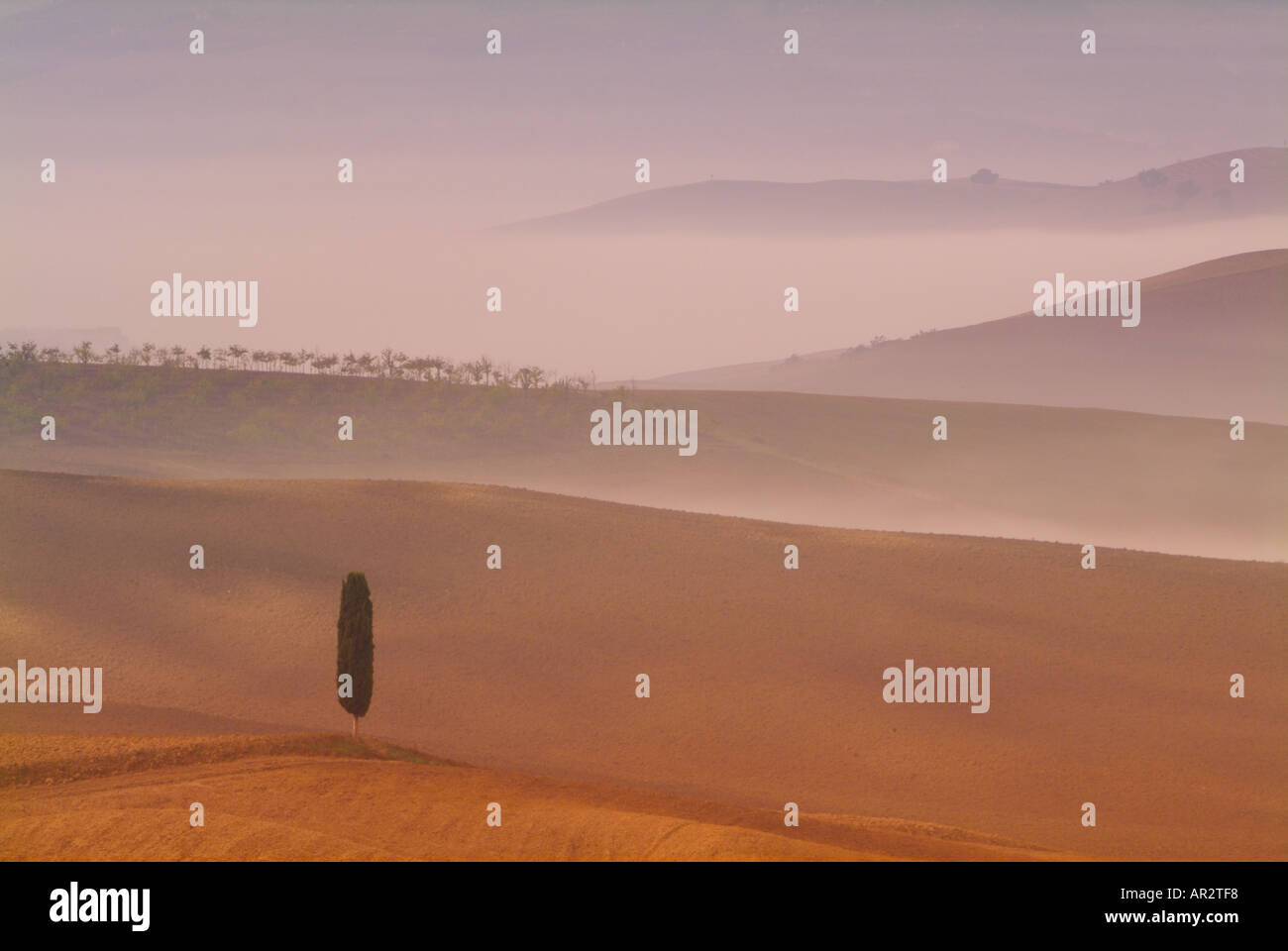 Terrapilli Val d Orcia tipici alberi solitari paesaggio nei pressi di San Quirico d'Orcia pienzaTuscany Italia EU Europe Foto Stock