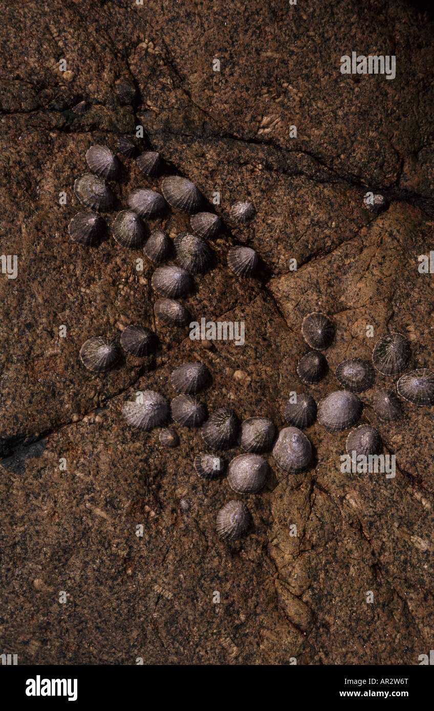 Comune di limpet patella vulgata sulla roccia di granito. Le patelle sono un comune molluschi grazer sulle rive intercotidale in Gran Bretagna Foto Stock