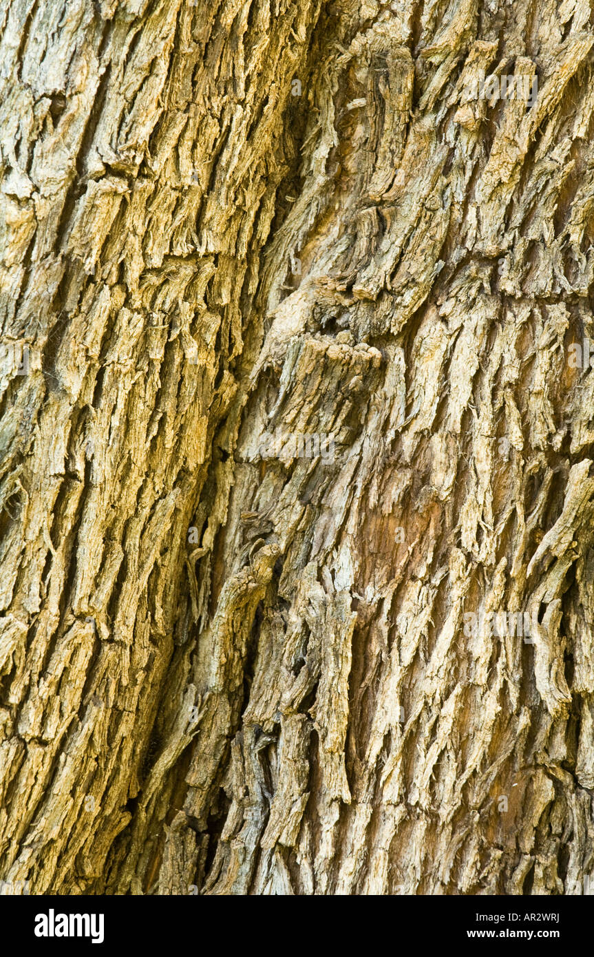 Western Australian Menta piperita Agonis flexuosa close up della corteccia Kings Park Perth Western Australia Settembre Foto Stock