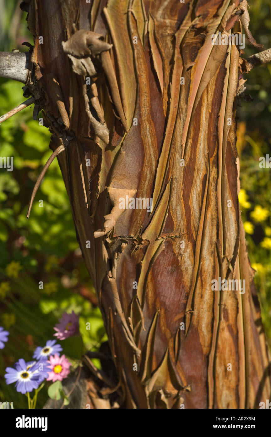 La Principessa di argento (Eucalyptus caesia subsp. magna) Abbaio di close-up endemica del Wheatbelt centrale regione del Western Australia Foto Stock