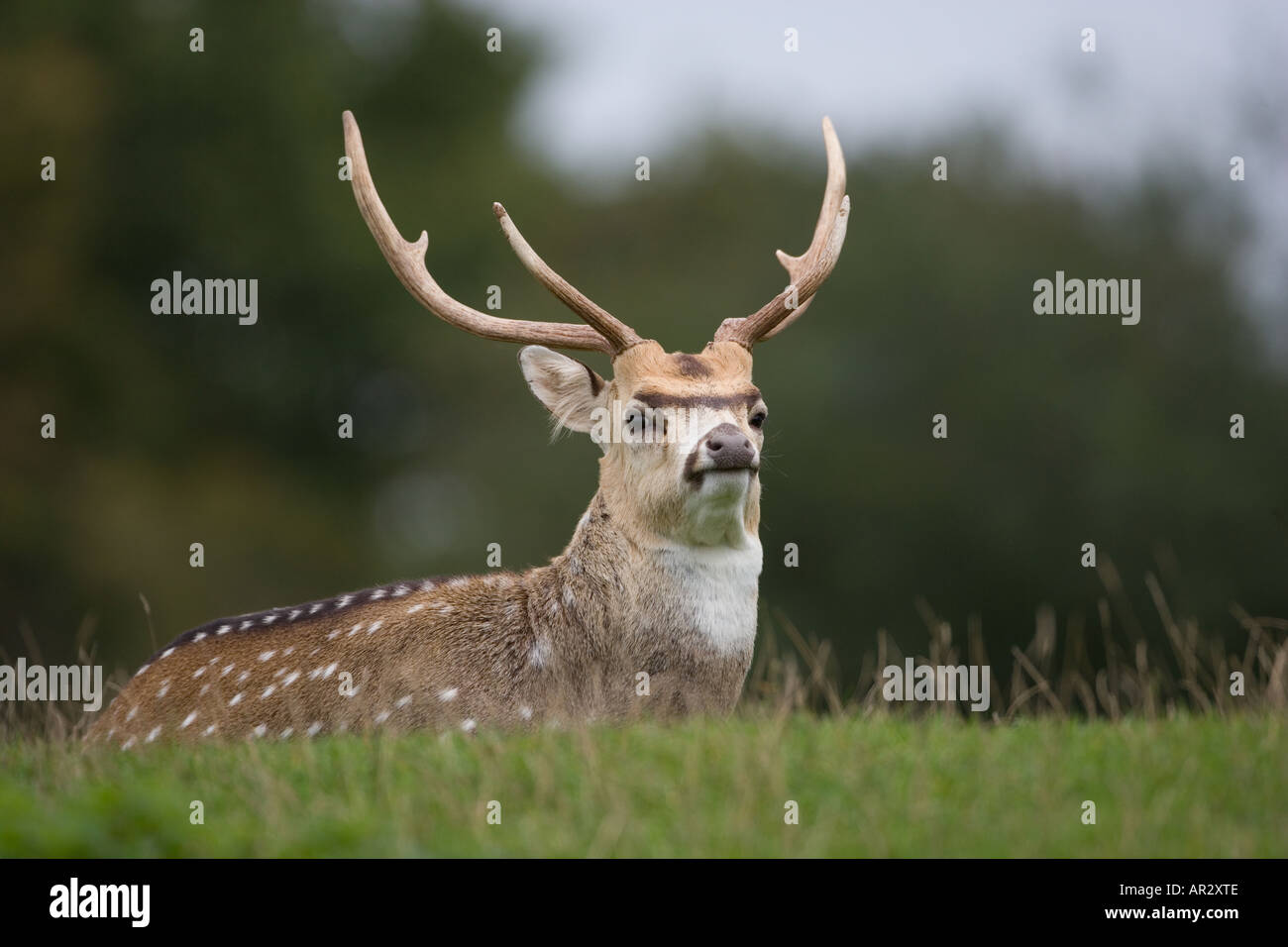 Il chital o il cheetal, anche conosciuto come il cervo macchiato, o asse dell'asse del cervo Foto Stock