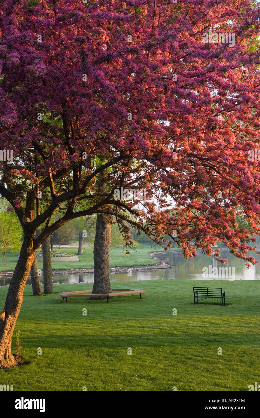 Fioritura crabapple tree, Riverside Park, Charles City, Iowa USA Foto Stock