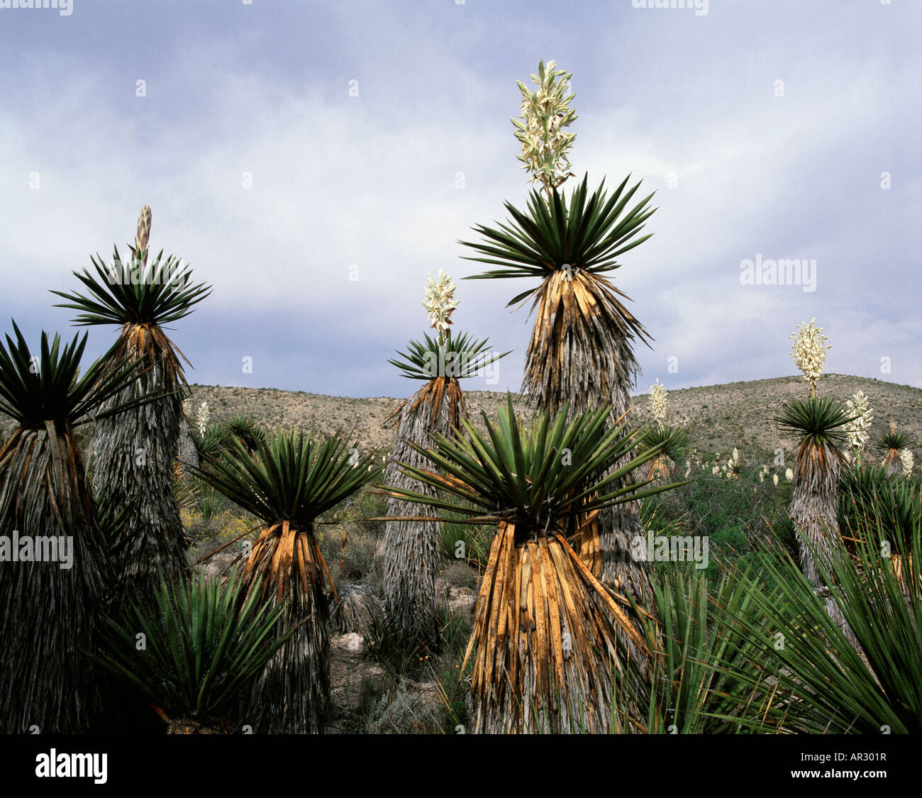 Pugnale gigante Yucca (Yucca carnerosana) nella Piana di pugnale, parco nazionale di Big Bend, Texas USA Foto Stock