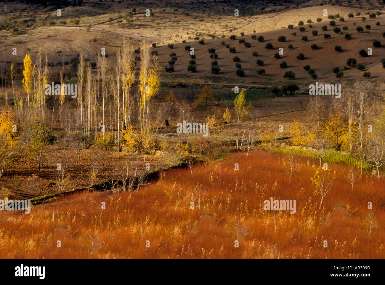 Paesaggio autunnale Valdepeñas de Jaén Andalusia Spagna Foto Stock