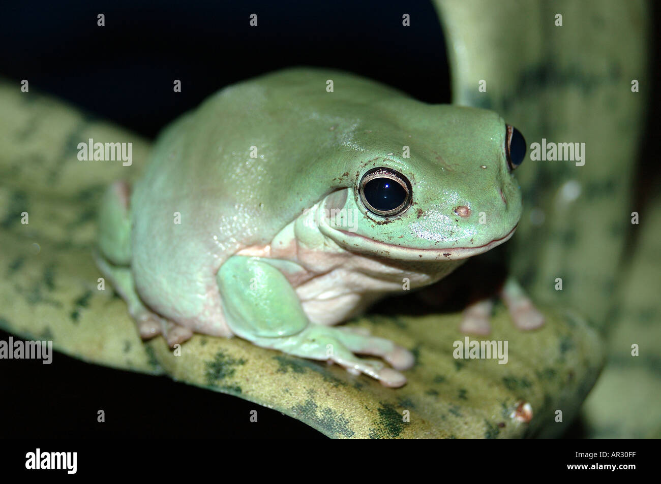 I bianchi Raganella Litoria caerulau Foto Stock