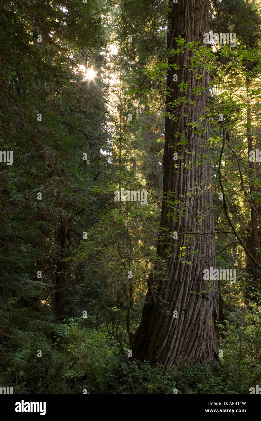 Alberi di sequoia e sun, prateria CreekRedwoods State Park, California, Stati Uniti Foto Stock