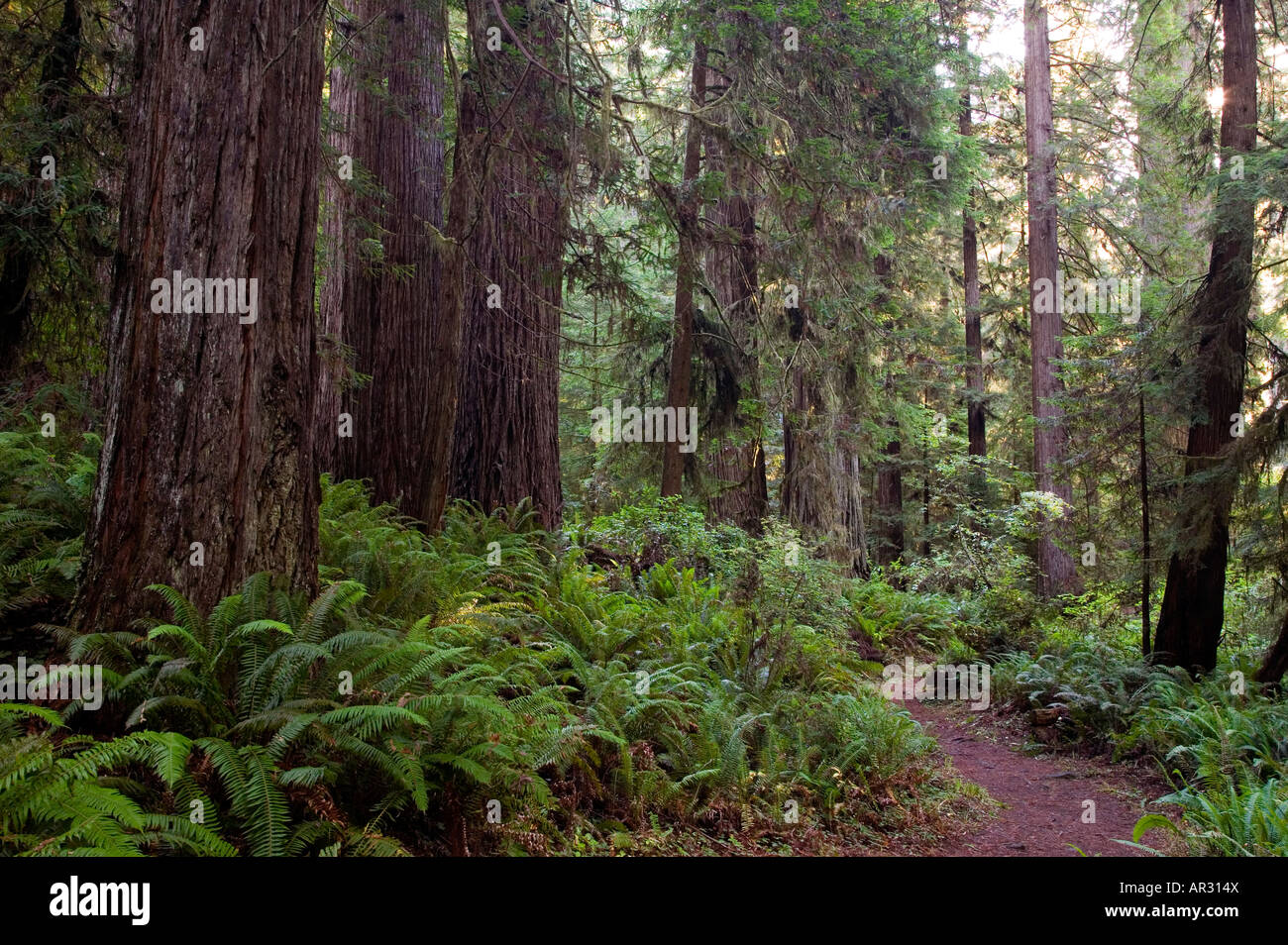 Alberi di sequoia e trail, prateria CreekRedwoods State Park, California, Stati Uniti Foto Stock