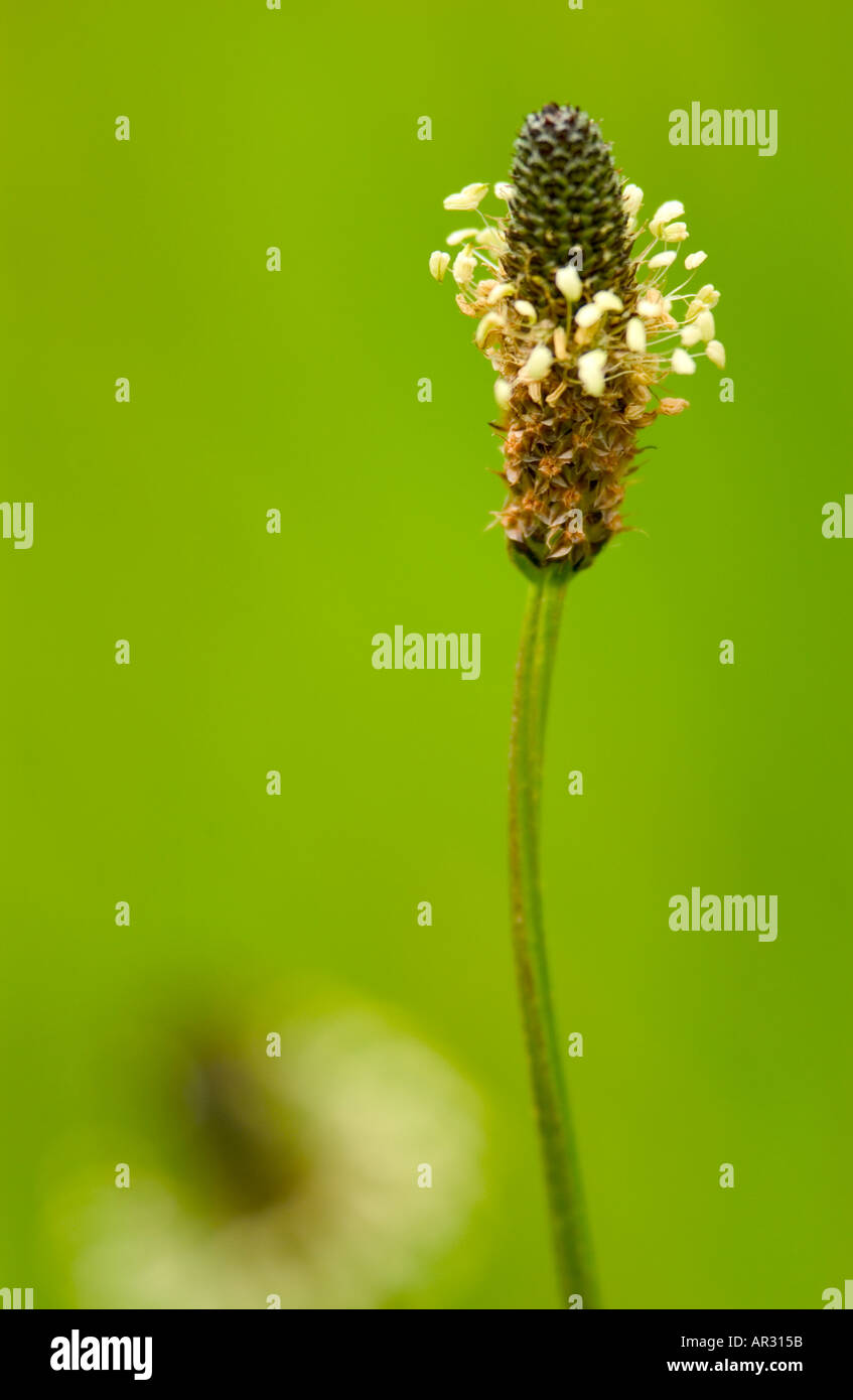 Ribwort piantaggine (Planzago lanceolata) crescente sulla Penisola di Gower contro a sfocare lo sfondo di colore verde Foto Stock