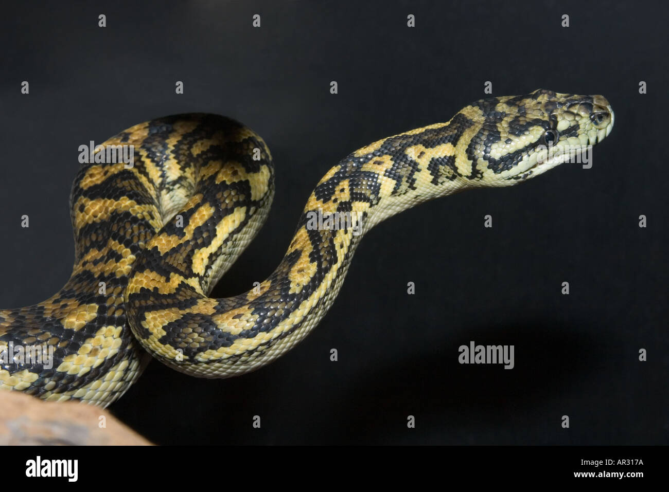 Diamond jungle carpet python morelia spilotes Foto Stock