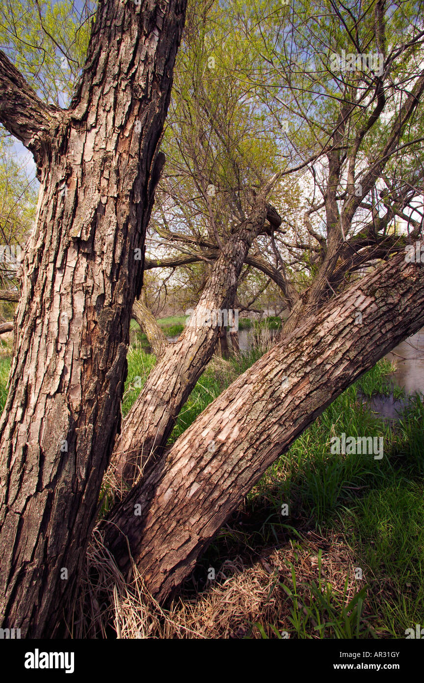 Black Willow Tree (Salix nigra), Winnebago zona Lanca, Cerro Gordo County, Iowa USA Foto Stock