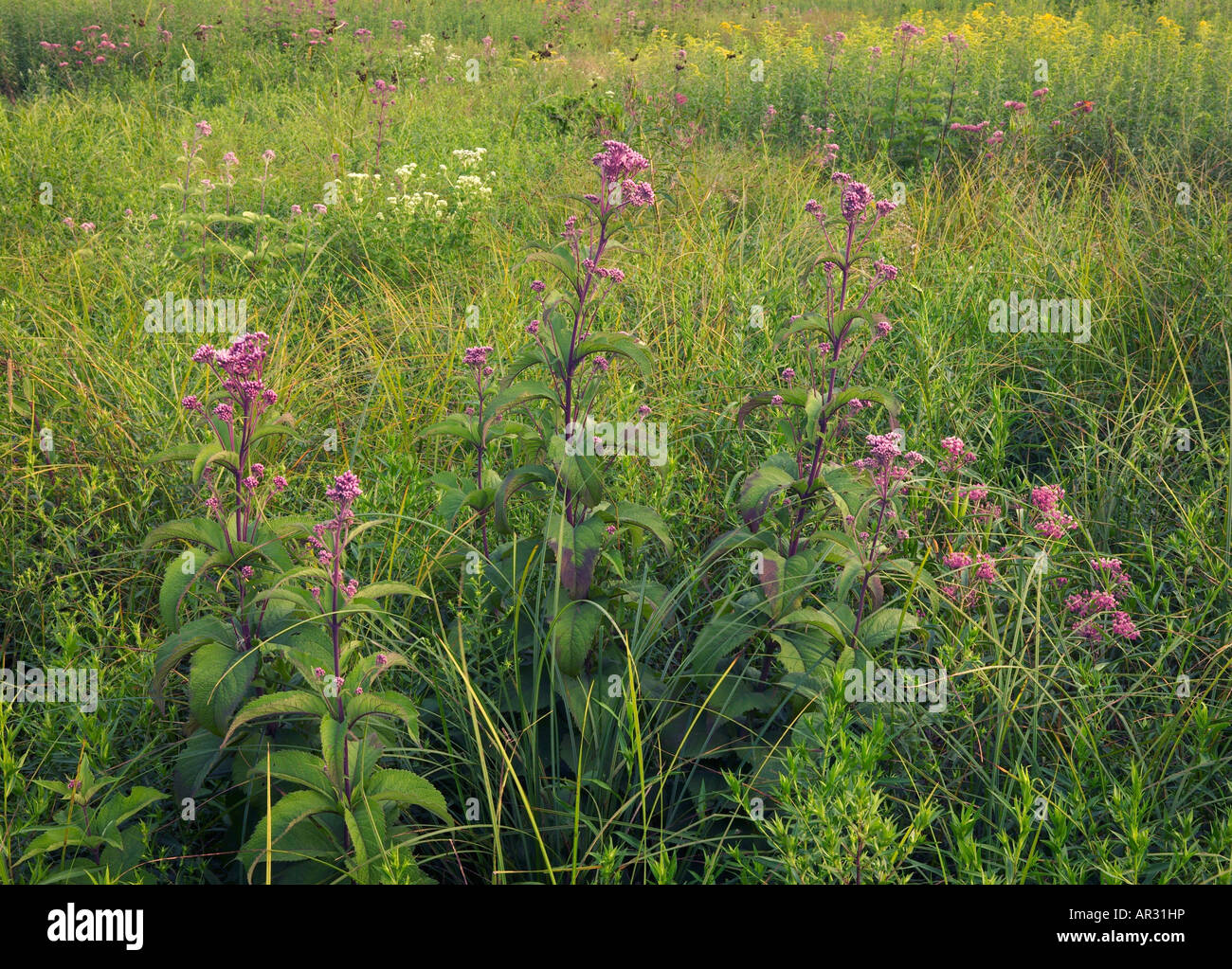 Avvistato joe-pye-erbaccia (Eupatorium maculatum), Rowley Fen, Buchanan County, Iowa USA Foto Stock