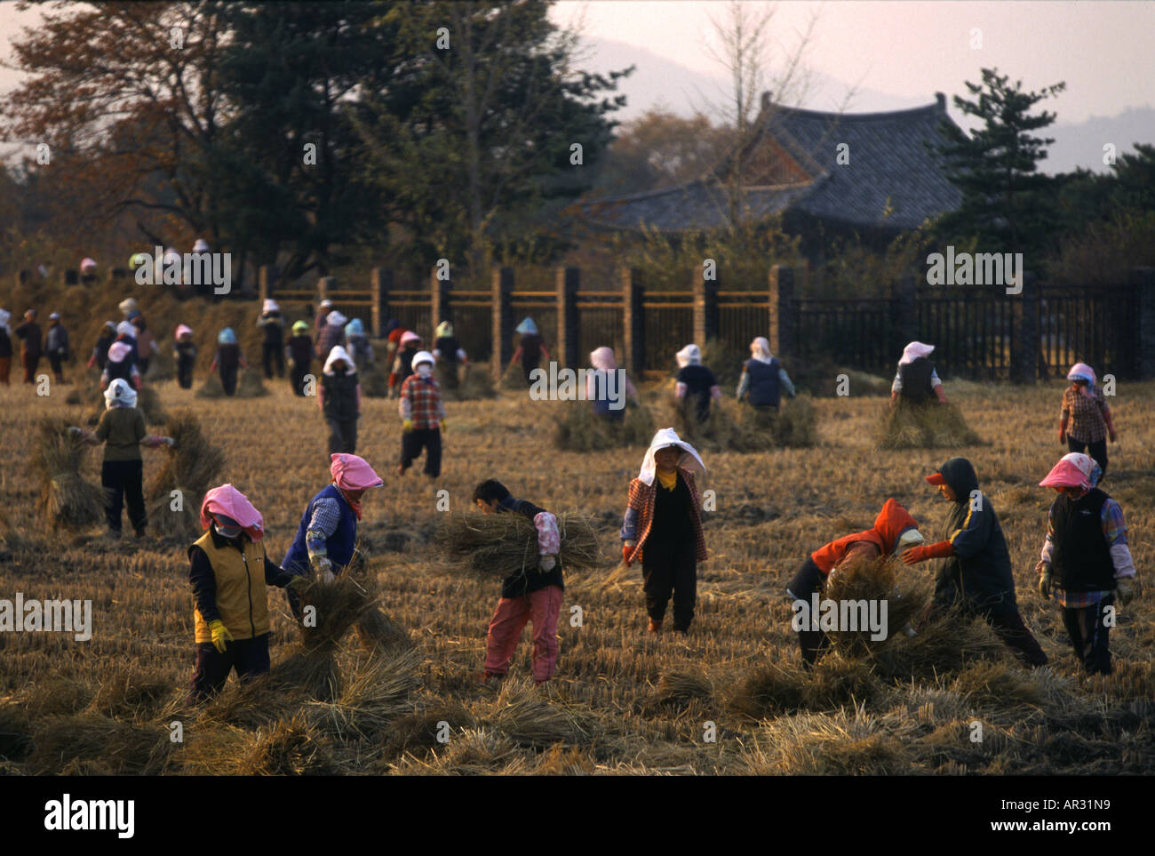 Raccolto in Geongju Kyongju, Geongju, Corea del Sud Asia Foto Stock