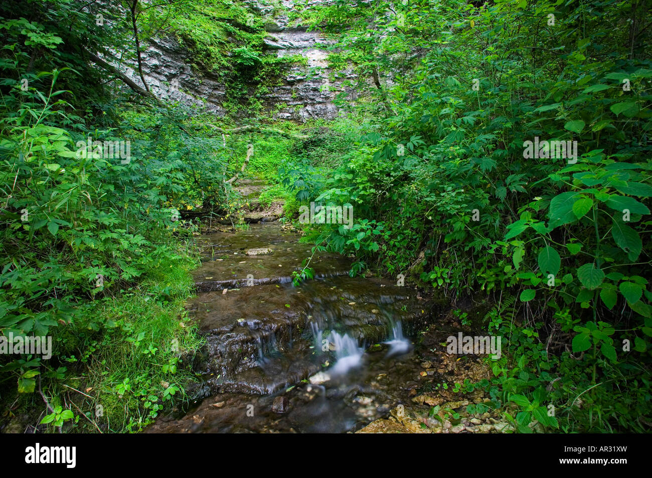 Acqua fredda la molla lungo la parte superiore del Fiume Iowa, Bluffton Fir stato Stand preservare, Winneshiek County, Iowa USA Foto Stock
