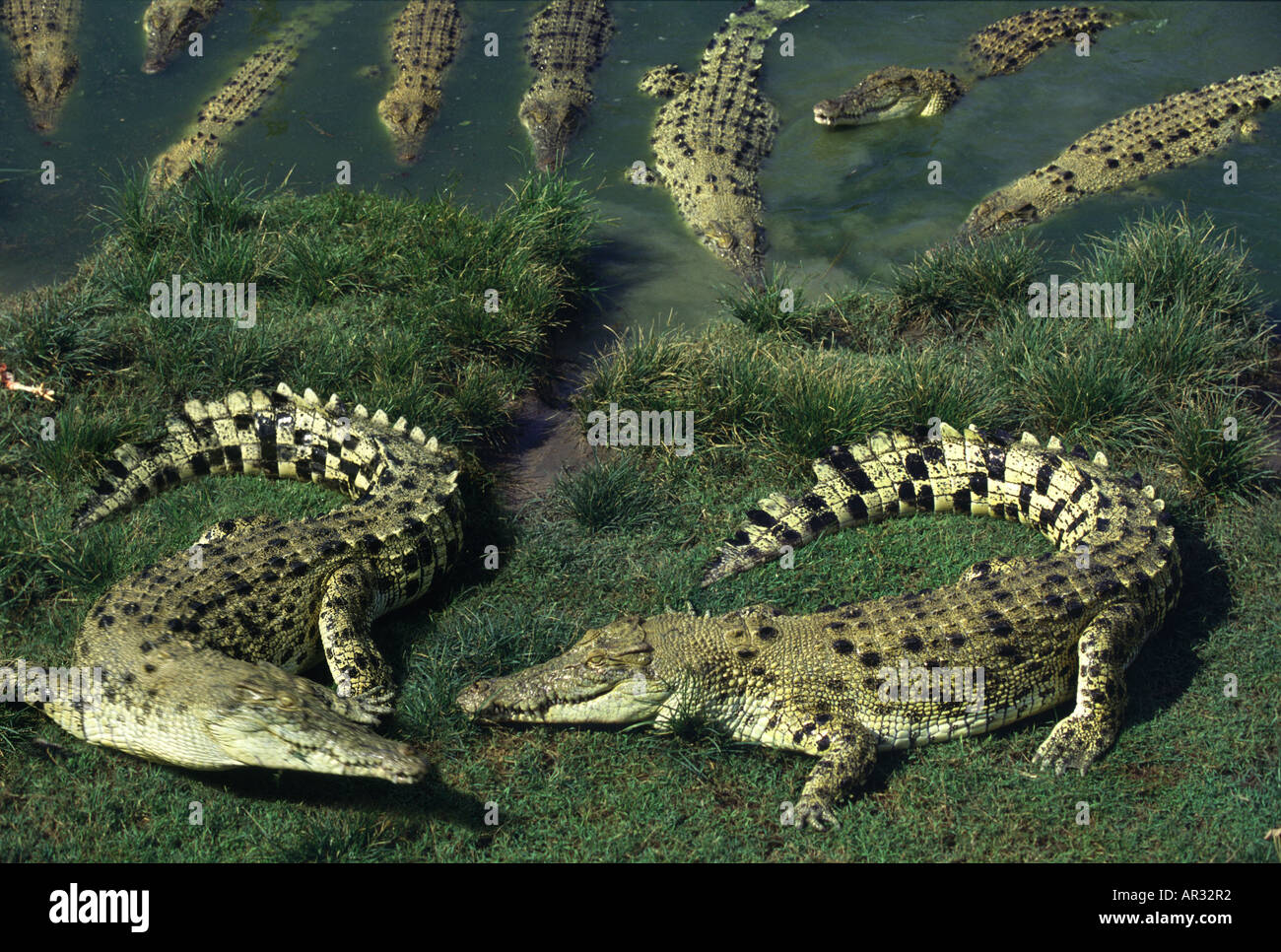 Coccodrilli di acqua salata di Arnhem Land, Territorio del Nord, l'Australia Foto Stock