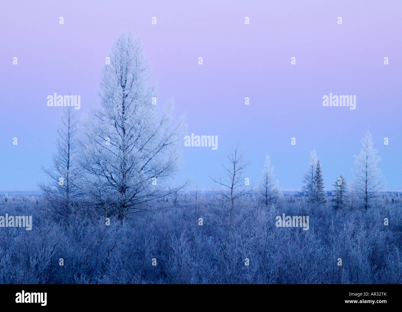 Brina su alberi tamarack in alto lago rosso Peatlands, Red Lake Wildlife Management Area, Minnesota, Stati Uniti d'America Foto Stock