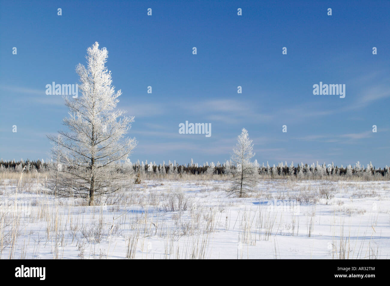 Brina su alberi tamarack in alto lago rosso Peatlands, Red Lake Wildlife Management Area, Minnesota, Stati Uniti d'America Foto Stock